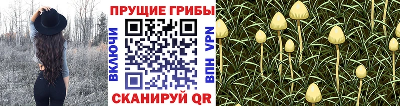 Галлюциногенные грибы ЛСД  blacksprut вход  Ногинск 